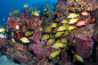 © pipehorse - A variety of fish species on a coral reef.