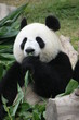Portrait of giant panda bear eating bamboo, China