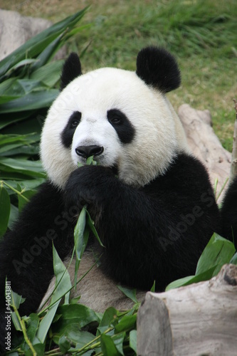 Fotografia, Obraz Portrait of giant panda bear eating bamboo, China