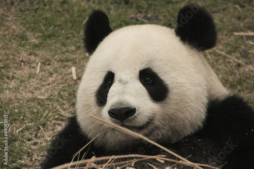 Board z aluminiowym obramowaniem Portret wielkiego niedźwiedzia panda jedzenie bambusa, Chiny