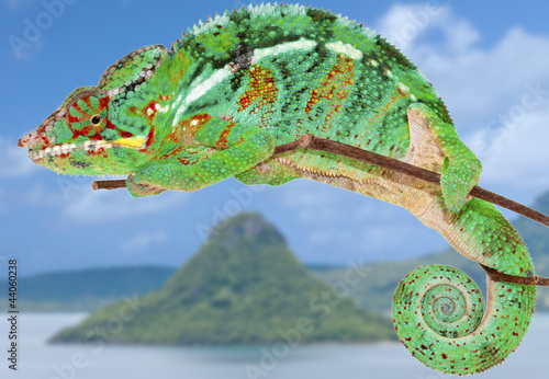 Fotoboard na płycie Madagaskaru kameleon na diego-suarez tle