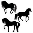 Three black horses silhouettes isolated on white