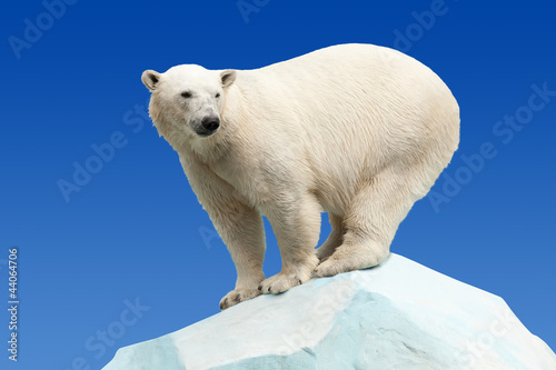 Plakat na papierze fotorealistycznym Niedźwiedź polarny