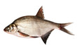 Fresh bream fish on a white background