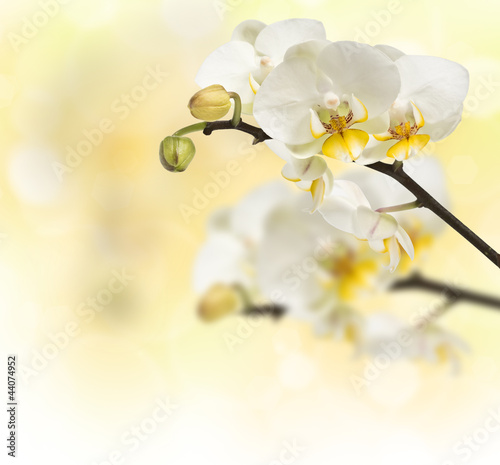Obraz na płótnie canvas dwuczęściowy "dyptyk" Kwitnące gałęzie orchidei