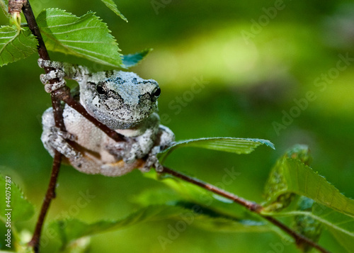 Obraz na płótnie canvas Szary treefrog (hyla versicolor)