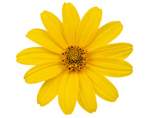 Yellow Flower Isolated