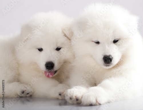 Obraz na płótnie canvas trzyczęściowy "tryptyk" Śmieszne szczenięta samoyed psa