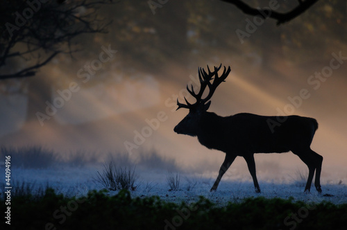 Obraz na płótnie canvas Jeleń, jelenie rutting, poranna mgła, jesień