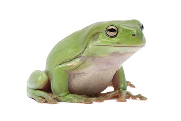 green tree frog, litoria splendida, on white background