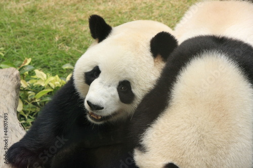 Board z aluminiowym obramowaniem Niedźwiedzie panda gigant gra razem, Chiny