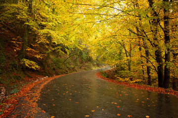 Wall Mural - Autumn landscape with road and beautiful colored trees