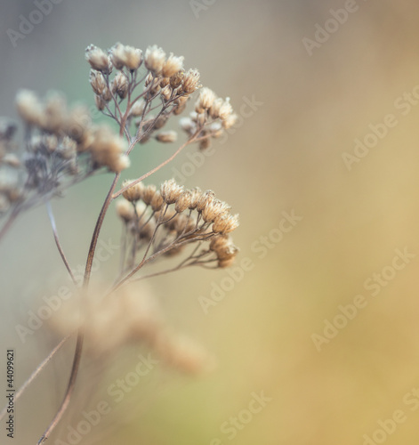 Naklejka dekoracyjna Closeup of dry meadow flowers