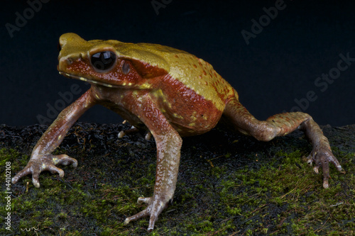 Board z aluminiowym obramowaniem Złota ropucha / bufo guttatus