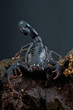 Scorpion / Grosphus grandidieri