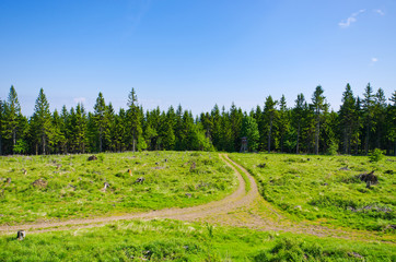 Poster - Path near the forest