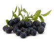 Blue bilberry or whortleberry