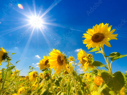 Obraz w ramie Sunflowers field