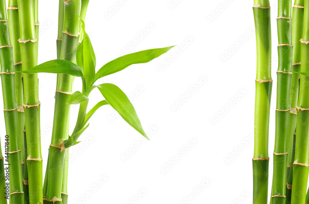 bamboo background - obrazy, fototapety, plakaty 