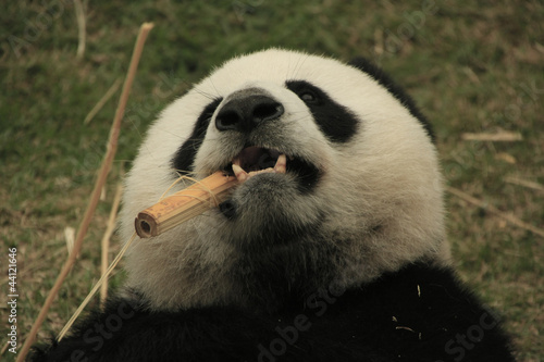 Board z aluminiowym obramowaniem Portret wielkiego niedźwiedzia panda jedzenie bambusa, Chiny