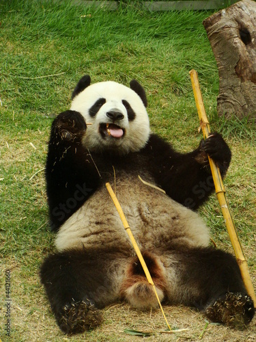 Board z aluminiowym obramowaniem Niedźwiedź panda gigant jedzenie bambusa, Chiny