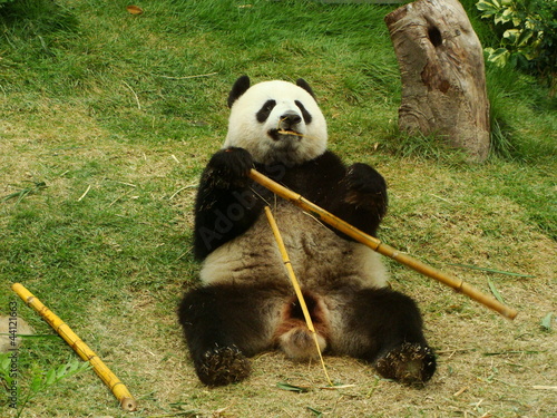 Board z aluminiowym obramowaniem Niedźwiedź panda gigant jedzenie bambusa, Chiny