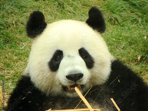 Board z aluminiowym obramowaniem Portret wielkiego niedźwiedzia panda jedzenie bambusa, Chiny