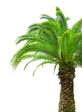 Part Of Palm Tree On White Background