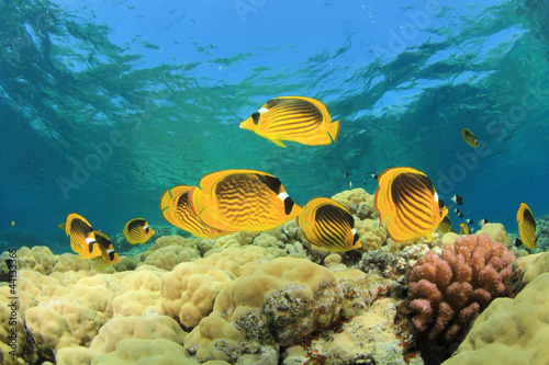 Board z aluminiowym obramowaniem Tropikalna ryba na rafie koralowej: butterflyfishes