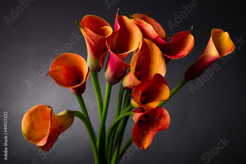 Obraz w ramie Orange Calla lily (Zantedeschia aethiopica) over black