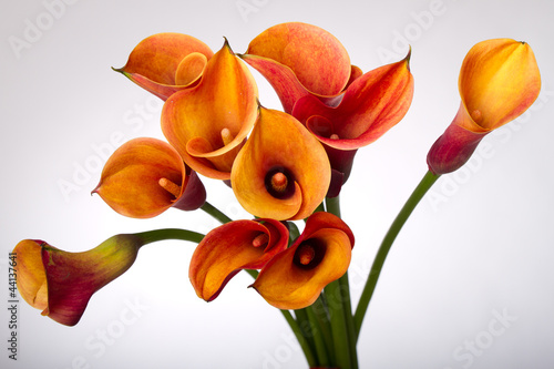 Nowoczesny obraz na płótnie Bouquet of Orange Calla lily