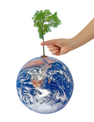 Wall Mural - Tree on Earth as a symbol of peace.Elements of this image furnis