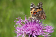 Butterfly - Painted Lady on a thistle flower