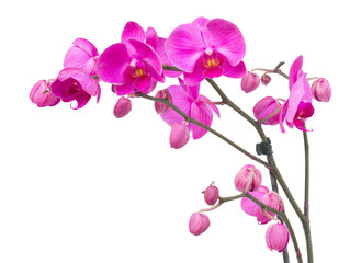 Canvas Print - orchid flowers