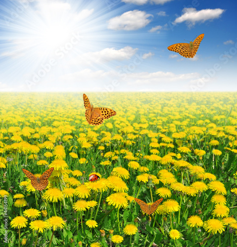 Board z aluminiowym obramowaniem Dandelions z motylem na łące