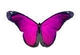 Fototapeta Motyle - Violet butterfly flying, isolated on white