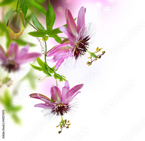 piekny-rozowy-kwiat-passiflora-meczennica