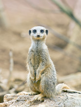 Meerkat Standing On Lookout