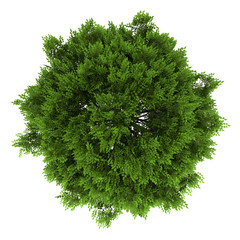 Wall Mural - top view of european ash tree isolated on white background