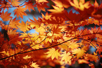autumn maple leaves
