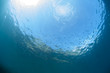 Unterwasserwelt: Mittelmeer, Elba