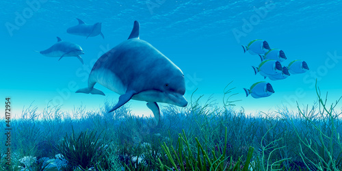 Board z aluminiowym obramowaniem Delfin pod