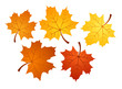 Autumn maple leaves of various colors. Vector illustration.