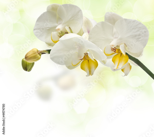 Obraz na płótnie canvas Gałązka kwitnących orchidei