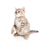 Fototapeta Koty - funny cat kitten standing on hind legs