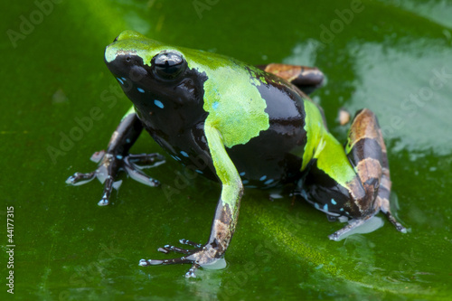 Obraz na płótnie canvas trzyczęściowy "tryptyk" Guantego mantella / mantella nigricans