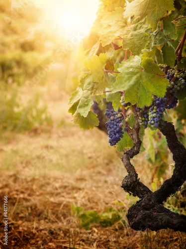 Obraz w ramie Vineyard in autumn harvest