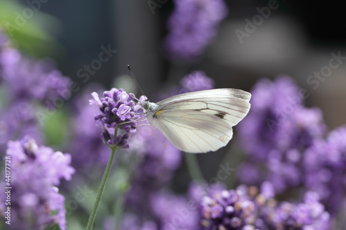 Tapeta ścienna Biały motyl (pieris) na lawendzie