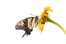 Tiger Swallowtail (Papilio Glaucus)