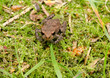 baby toad on mossy forest floor
